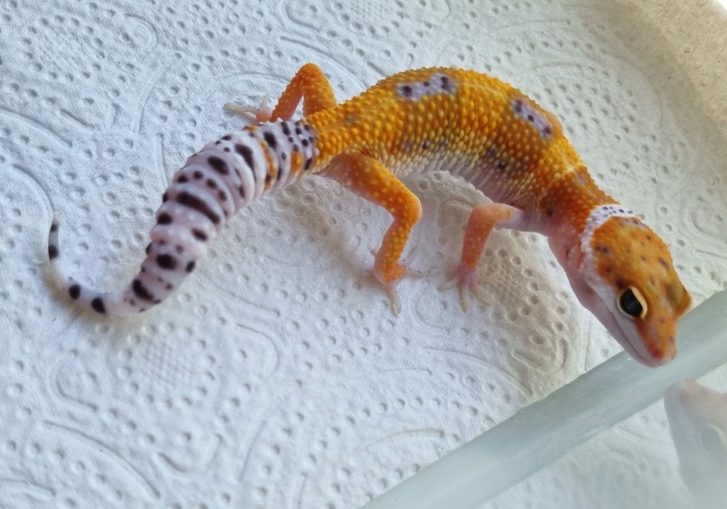 0.1 purple head x w&y bell albino luipaardgekko