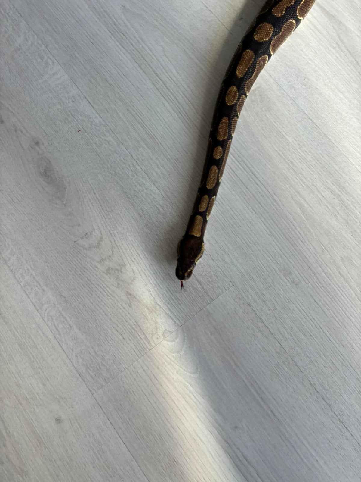 Koppel koningspython regius wild kleur Ball Python photo 9