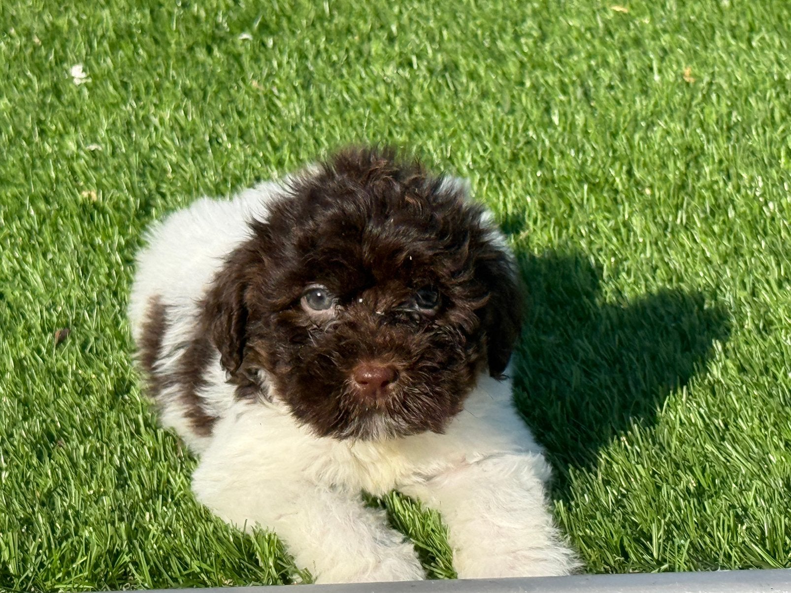 Boomer maltezer poedel shih tzu maltipoo pups, Dieren en Toebehoren, Parvo, Nederland, Overige rassen, 8 tot 15 weken