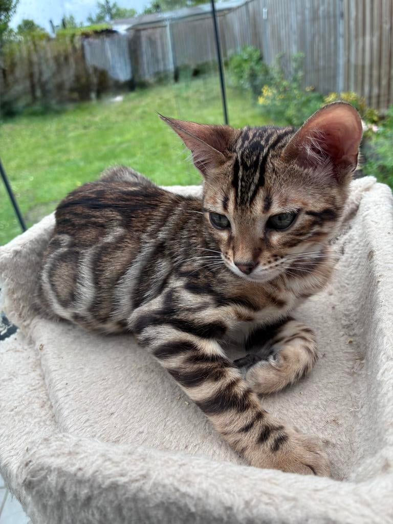Raszuivere Bengaalse kittens met stamboom, Dieren en Toebehoren, Katten en Kittens | Raskatten | Korthaar, Meerdere dieren, Met stamboom
