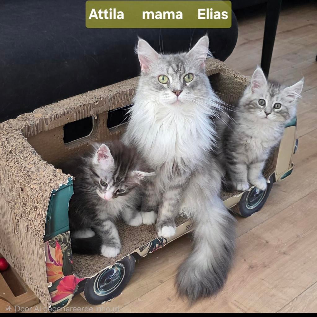 Maine Coon kittens met stamboom en gechipt, ouders getest, Kater, Met stamboom, 0 tot 2 jaar