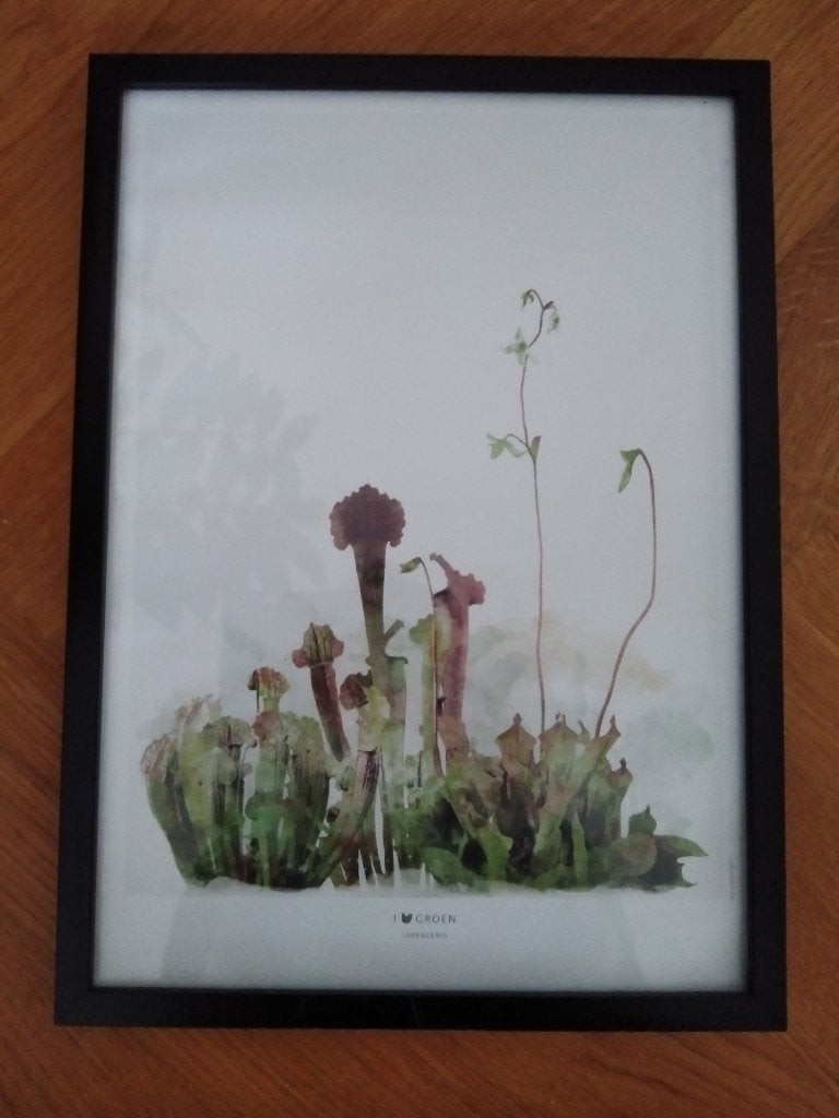Botanische Poster in Zwarte Lijst, Ophalen of Verzenden, Nieuw