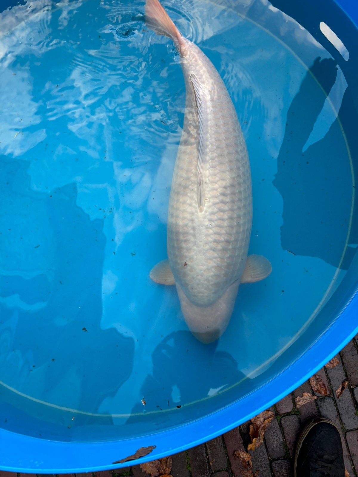 Female Hirasawa chagoi 84cm, Karper of Koi