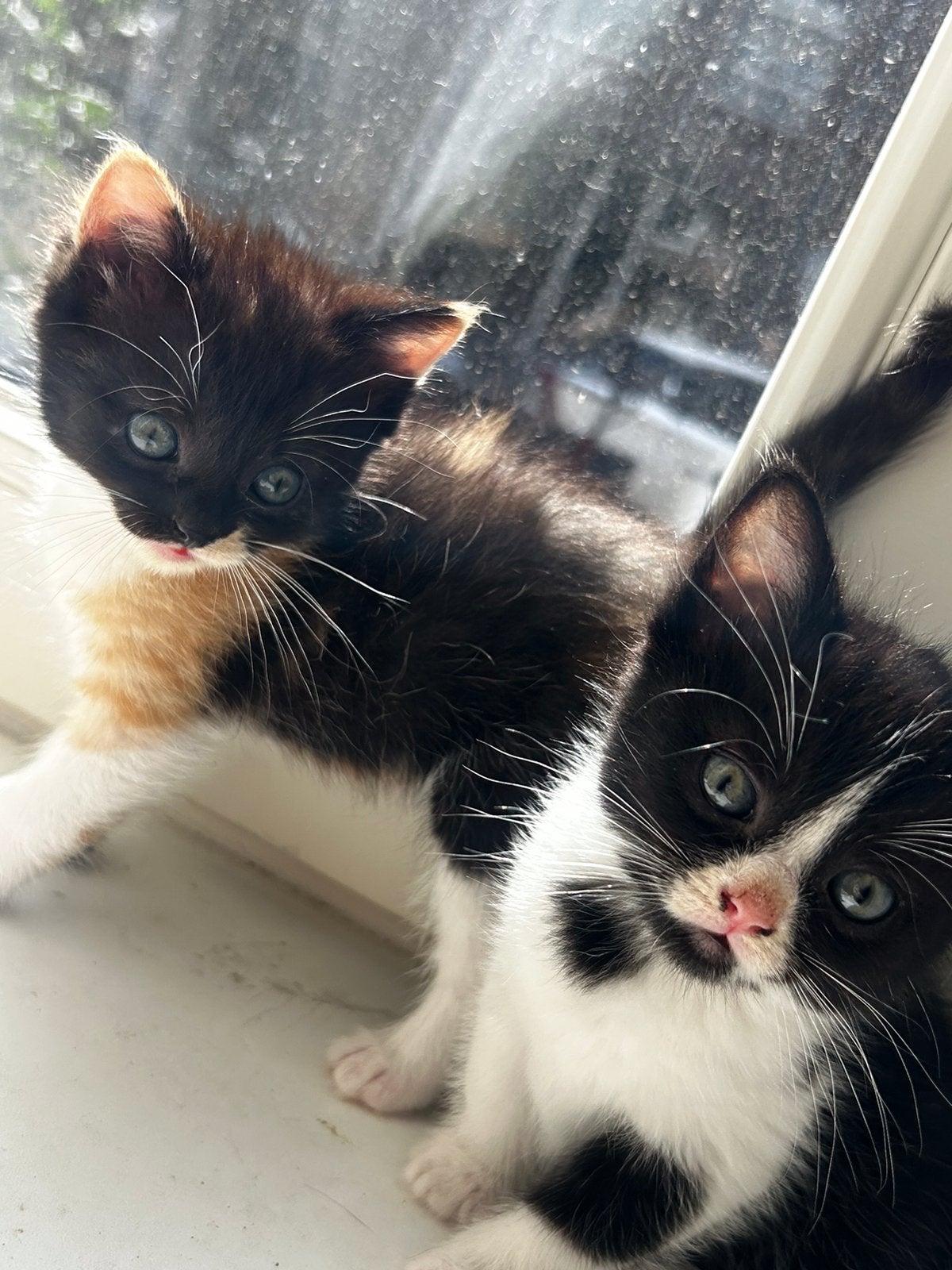 Ragdol x European Shorthair, Dieren en Toebehoren, Katten en Kittens | Overige Katten, Meerdere dieren