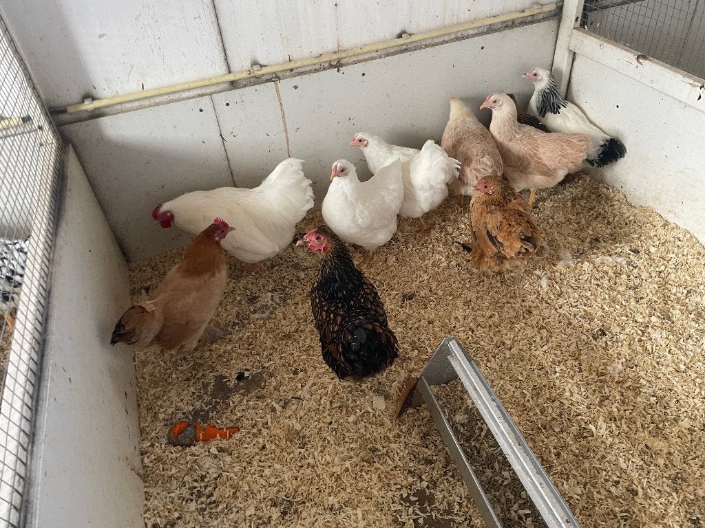 Wyandotte, Cochin, Serama, Zijdehoenders, leghorn, Meerdere dieren, Kip