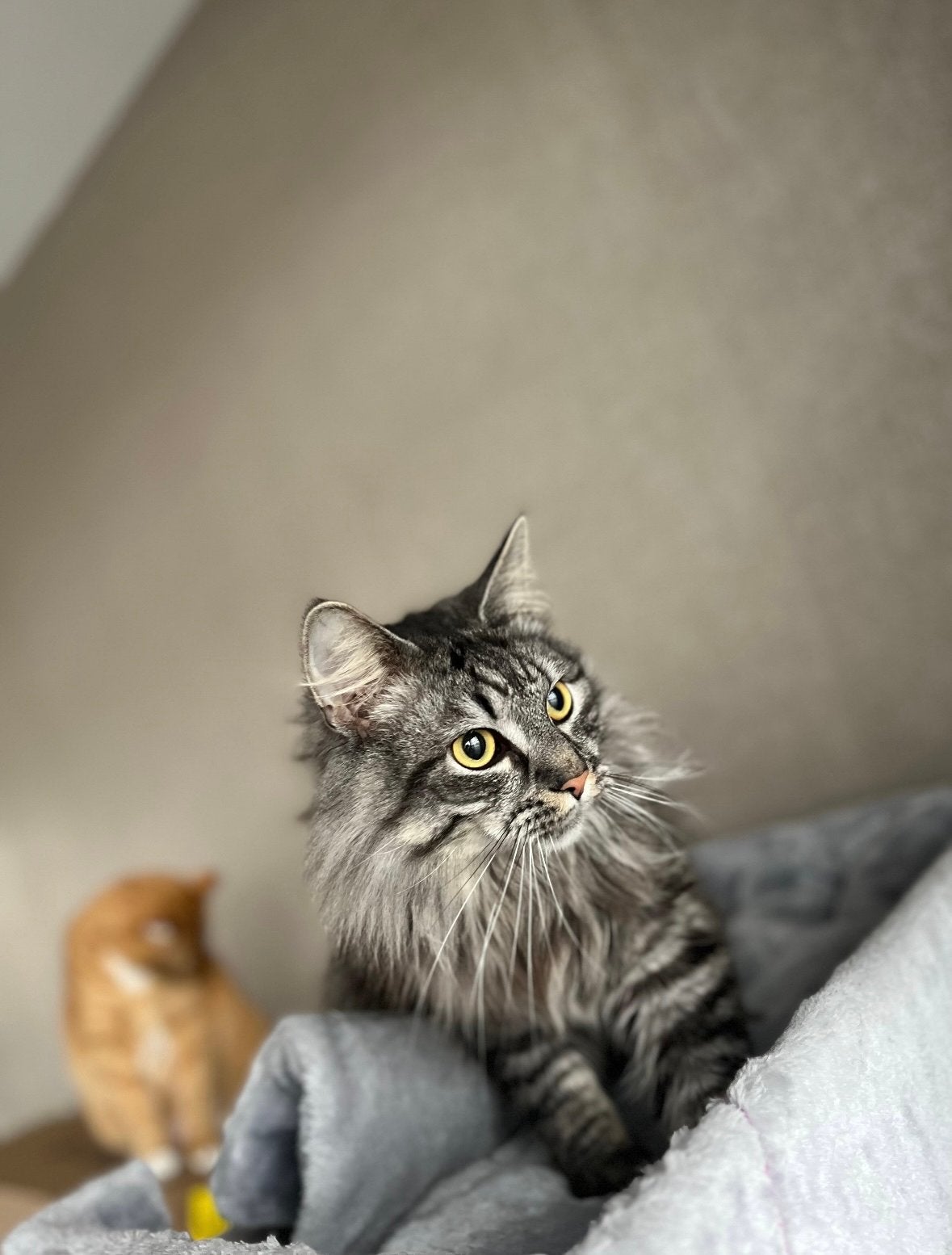 Langharige ras/kruising, Dieren en Toebehoren, Kater, Langharig, 3 tot 5 jaar