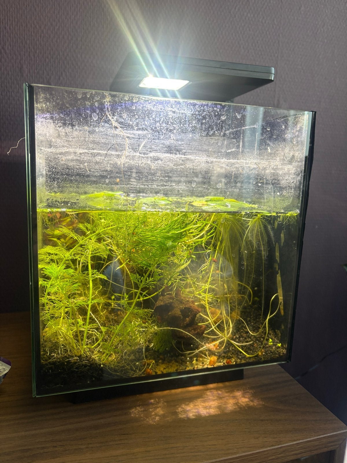 Klein aquarium met betta, Dieren en Toebehoren, Ophalen of Verzenden, Gebruikt, Gevuld zoetwateraquarium