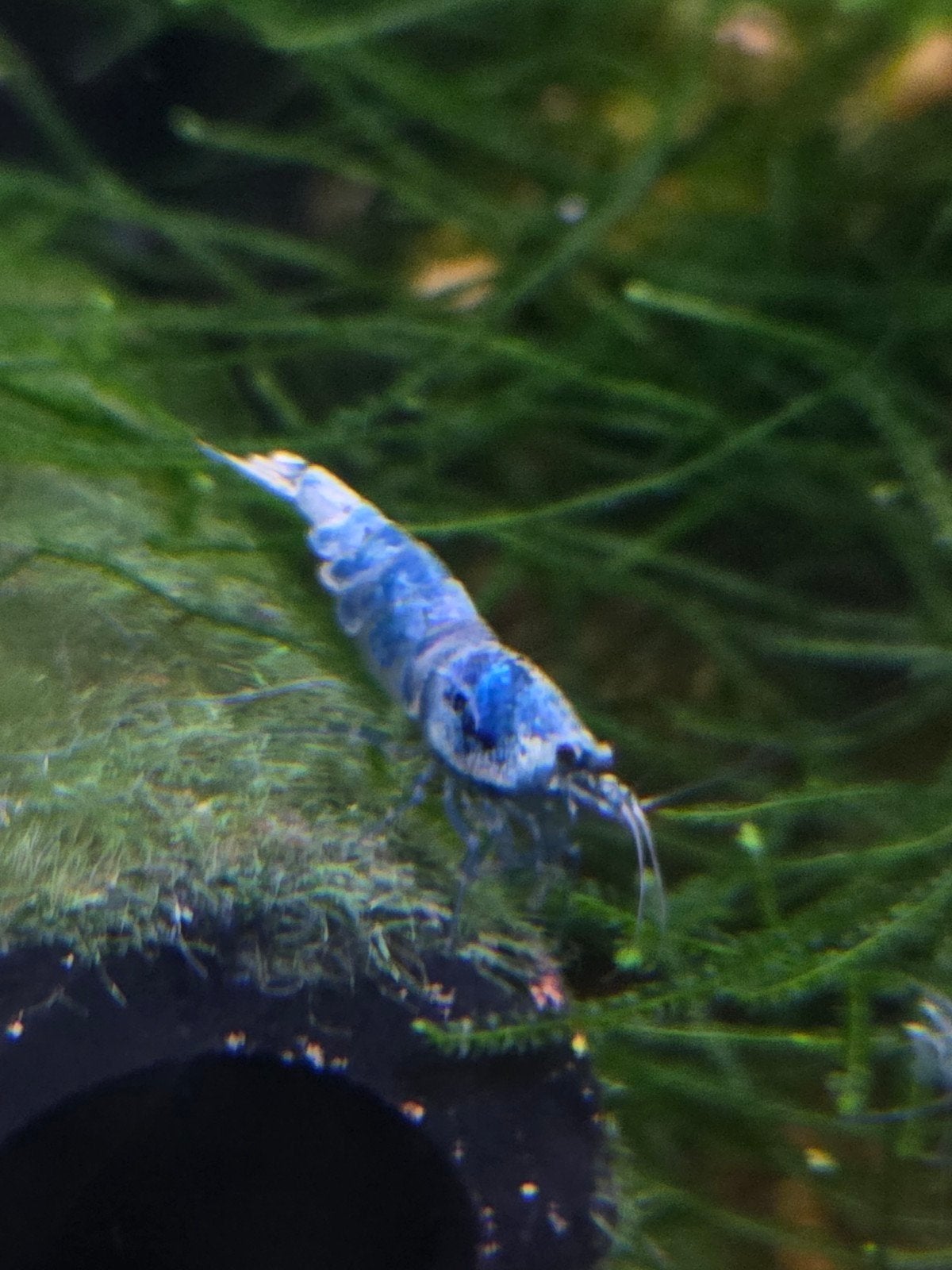 Blue bolt en red steels met boagenen, Kreeft, Krab of Garnaal