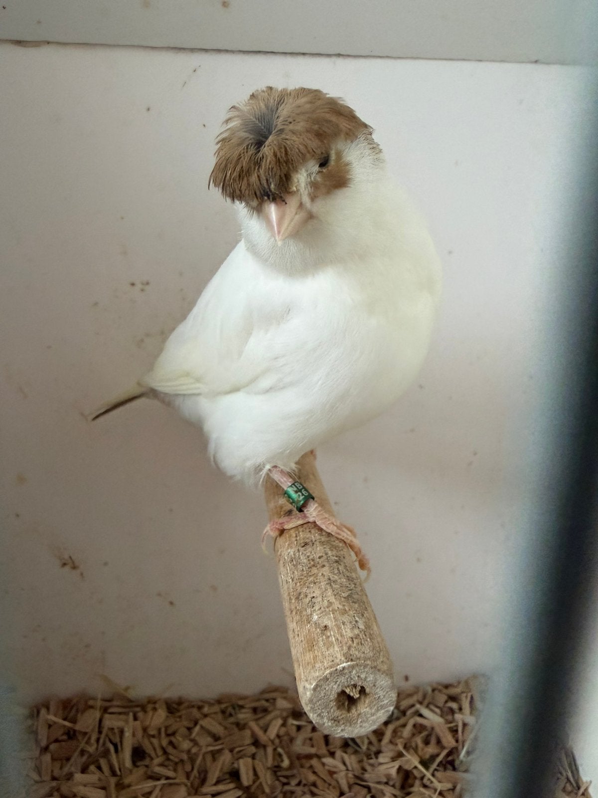 3 jongen glosters, Meerdere dieren, Postuurkanarie