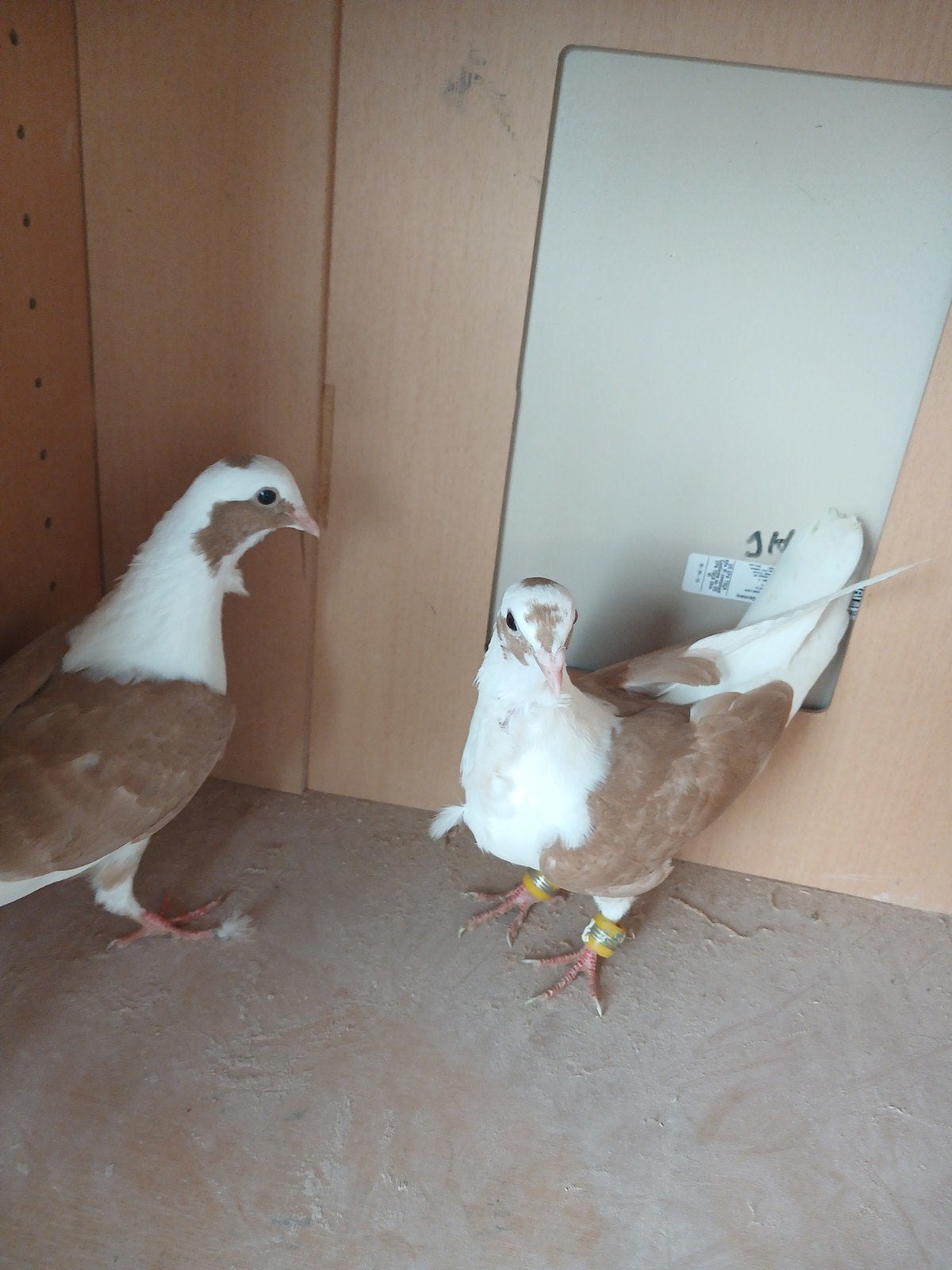 2 Jonge duiven 2026, Dieren en Toebehoren, Meerdere dieren, Postduif