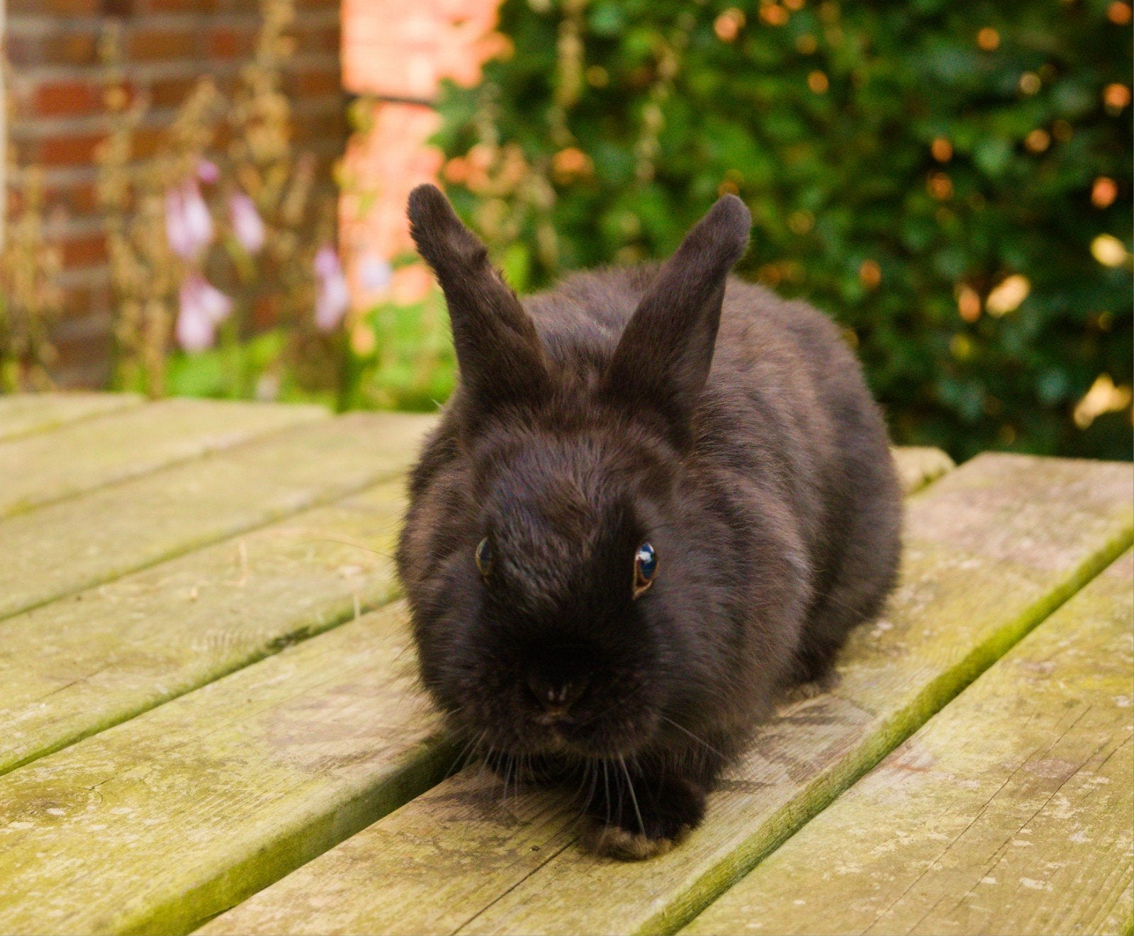 Lief konijntje zoekt goed huis️. Weg=weg, Dieren en Toebehoren, Mannelijk, Dwerg, 0 tot 2 jaar