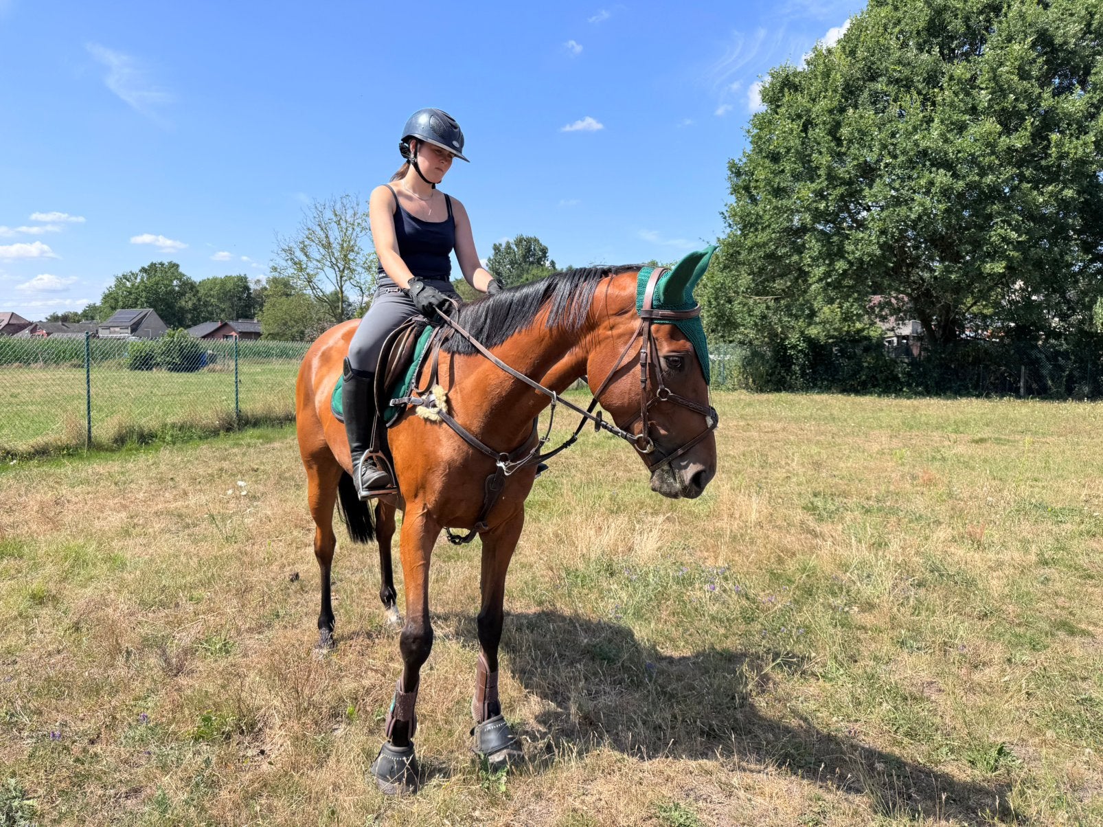 Merrie, Dieren en Toebehoren, Merrie, 160 tot 165 cm, Recreatiepaard, 3 tot 6 jaar