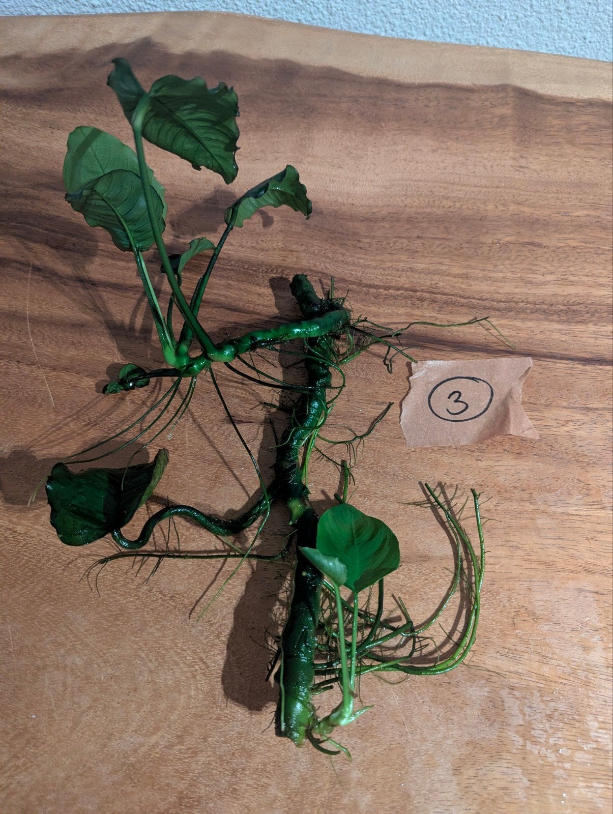 Anubias, Dieren en Toebehoren, Vissen | Aquaria en Toebehoren, Ophalen, Inclusief planten, Zo goed als nieuw, Plant(en), Steen of Hout