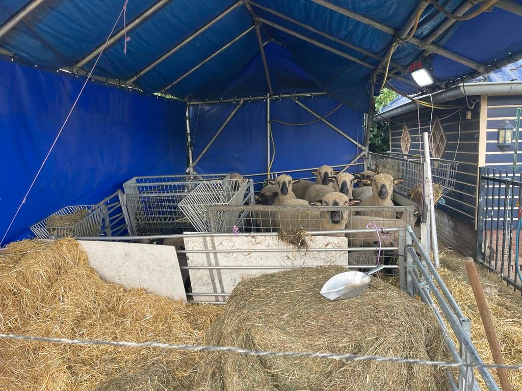 Flexibele supersterke demontabele schapen/geitenstal., Meerdere dieren, Schaap