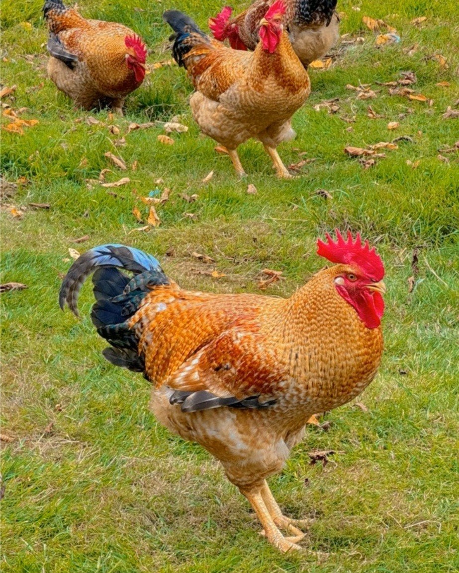 Op zoek naar dit ras., Dieren en Toebehoren, Pluimvee, Meerdere dieren, Kip