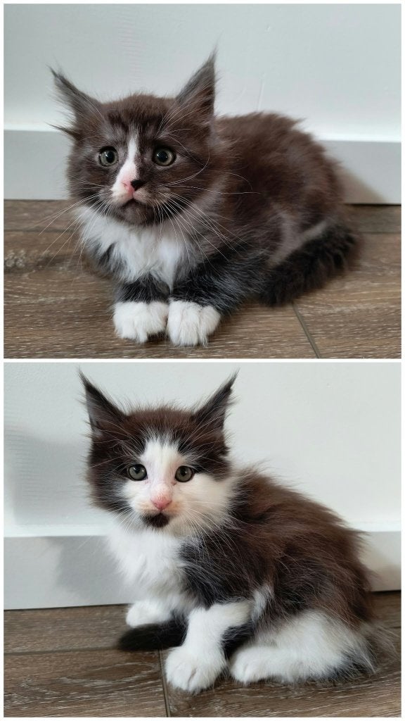 Maine Coon Kittens, Meerdere dieren, Ontwormd, 0 tot 2 jaar