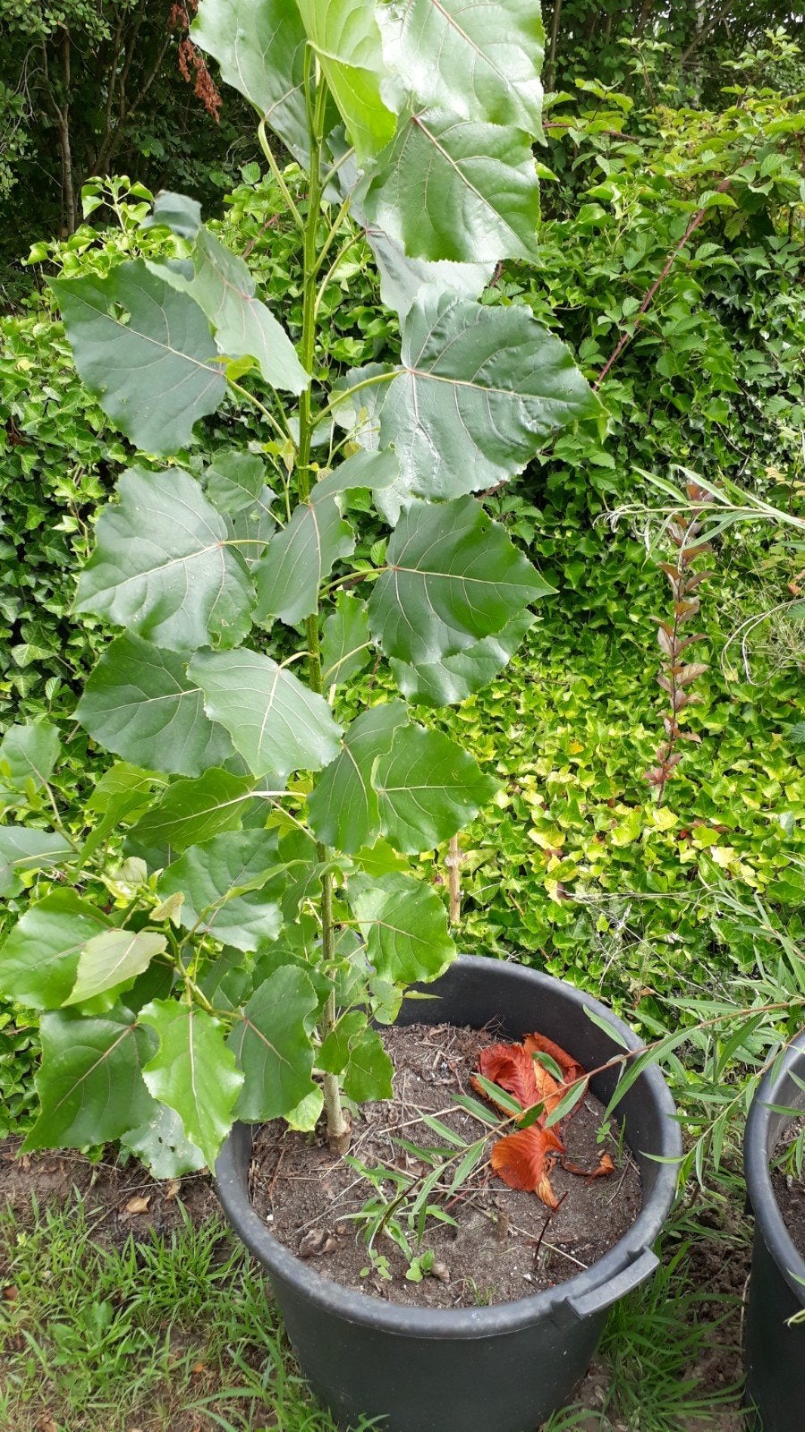 Populus pepel boompje in pot, Ophalen of Verzenden, Overige soorten, Minder dan 100 cm