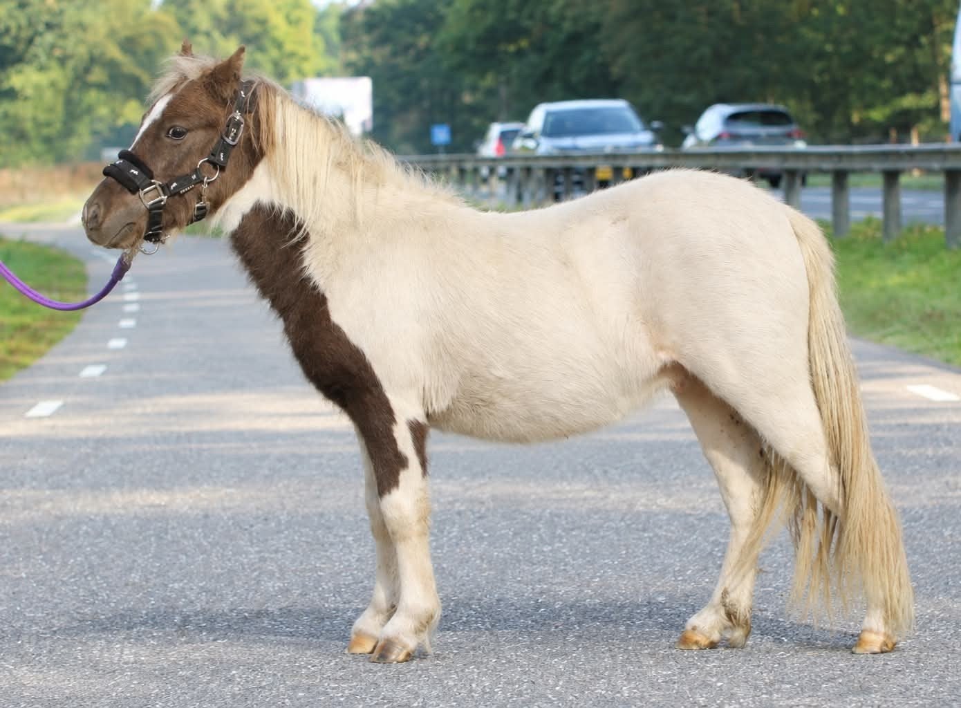 Te koop 2 prachtige en lieve shetlander ruinen, A pony (tot 1.17m), Gechipt, 0 tot 2 jaar
