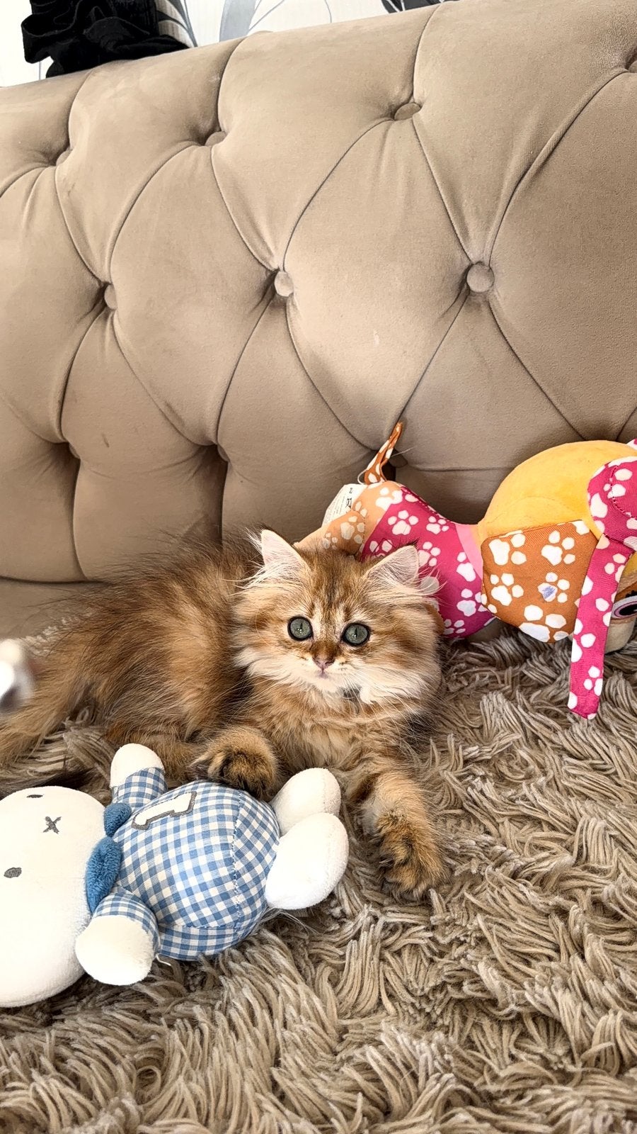 Golden kitten zoekt een gezzelig huisje!, Poes