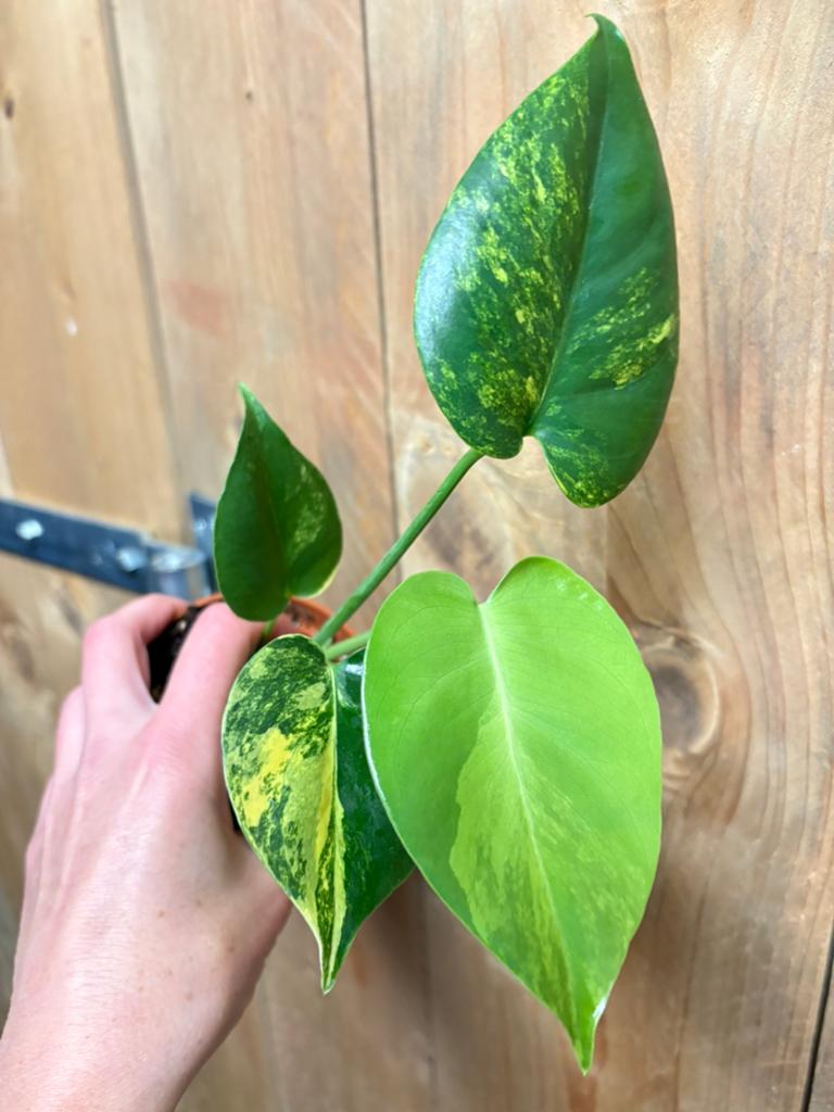 Monstera deliciosa variegata plant lemon mint aurea lime, Ophalen of Verzenden, Halfschaduw, Minder dan 100 cm