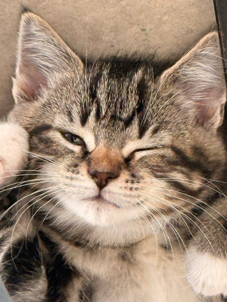 2 Britse kittens kruising brits langhaar en brits kort haar, Meerdere dieren