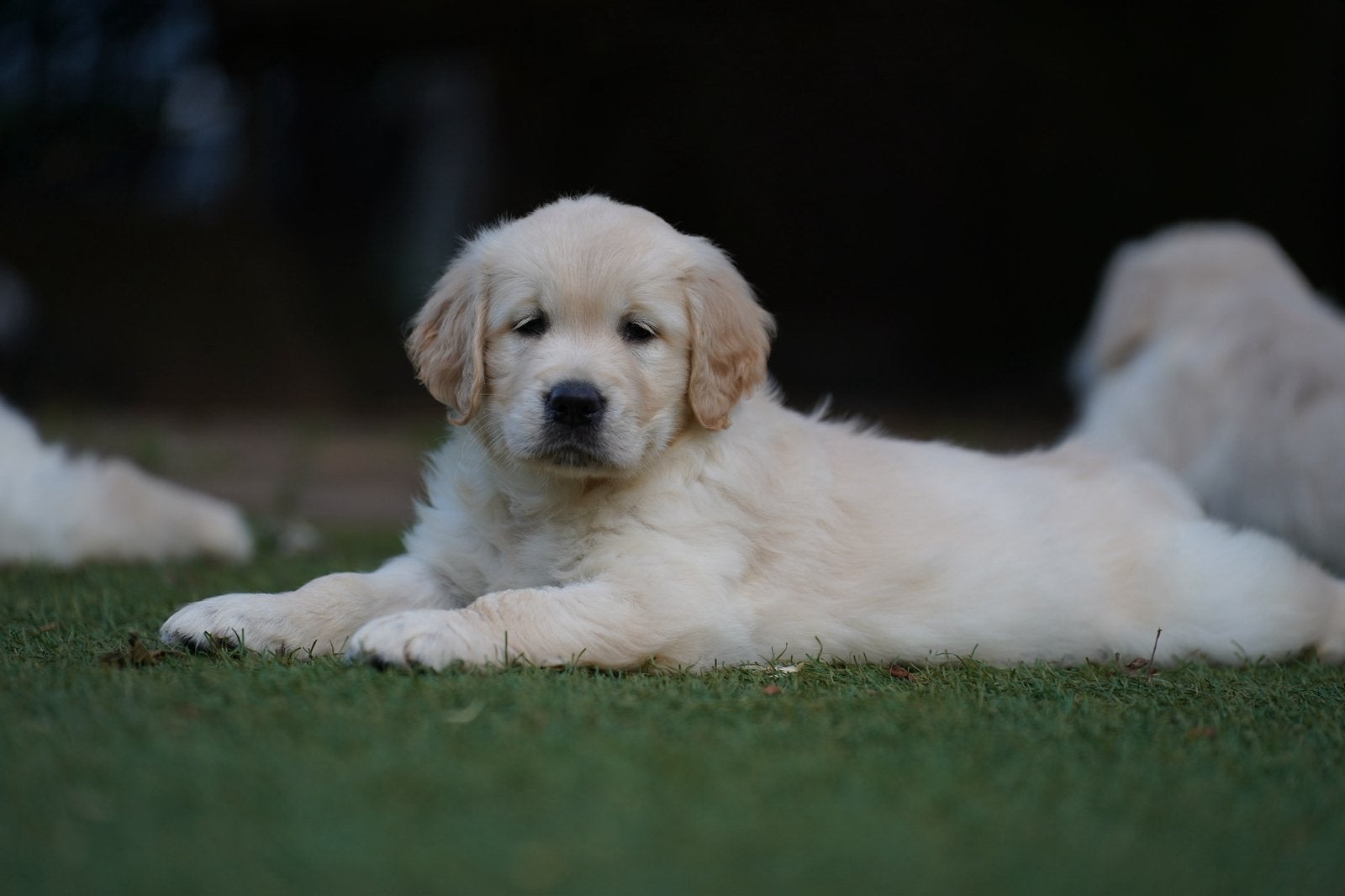 Golden Retriever pups | Geteste ouders, Dieren en Toebehoren, Honden | Retrievers, Spaniëls en Waterhonden, Nederland, 8 tot 15 weken
