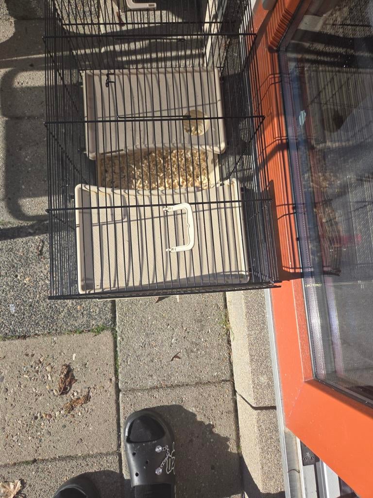 Net 3 weken oud. Hamsterkooi, Dieren en Toebehoren, Minder dan 60 cm, Kooi, Minder dan 75 cm, Ophalen of Verzenden