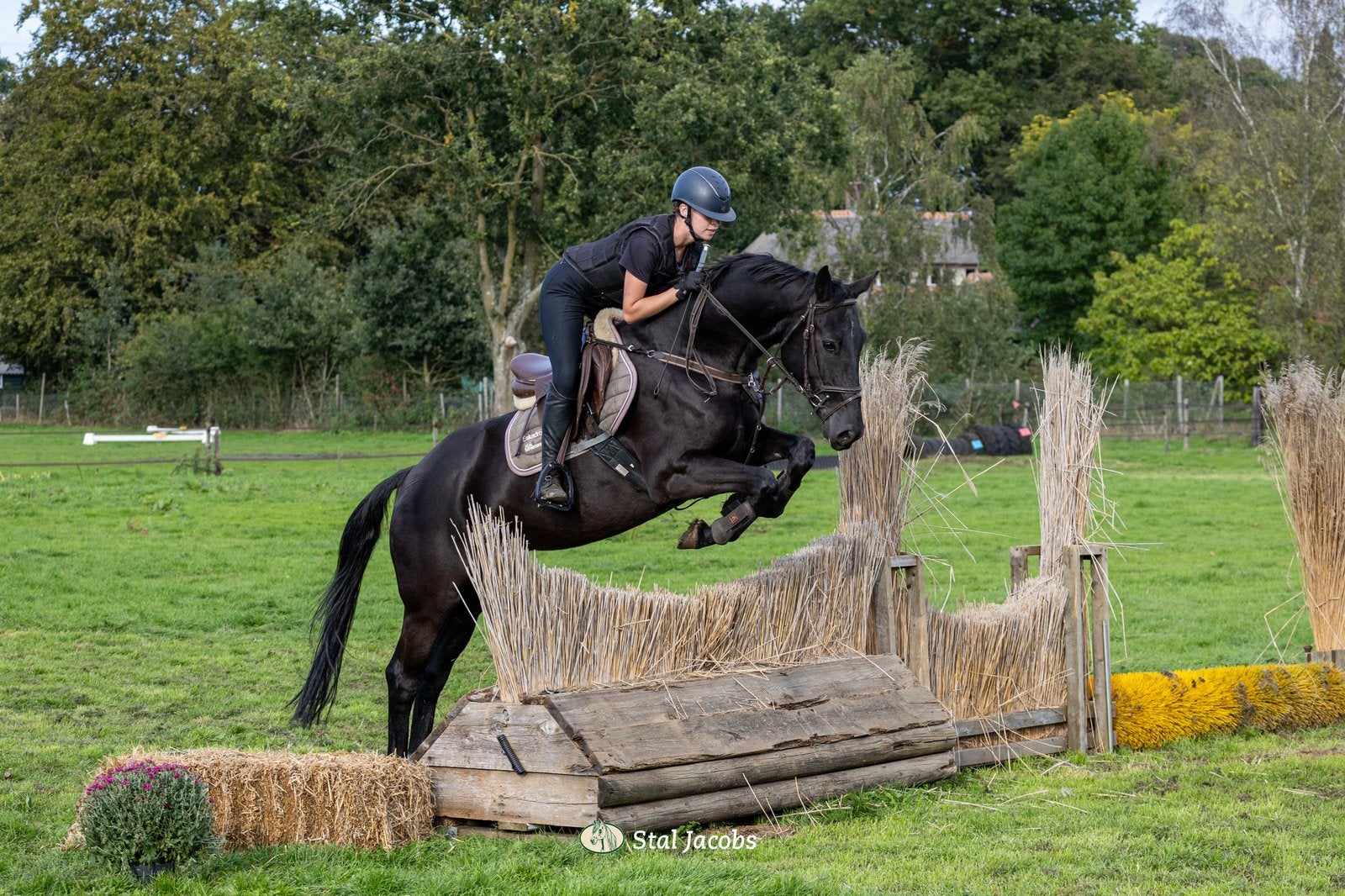 Veelbelovende 4-jarige ruin Le Marron x Revan |  1.63 m, Dieren en Toebehoren, Springpaard, Ruin, 3 tot 6 jaar, 160 tot 165 cm
