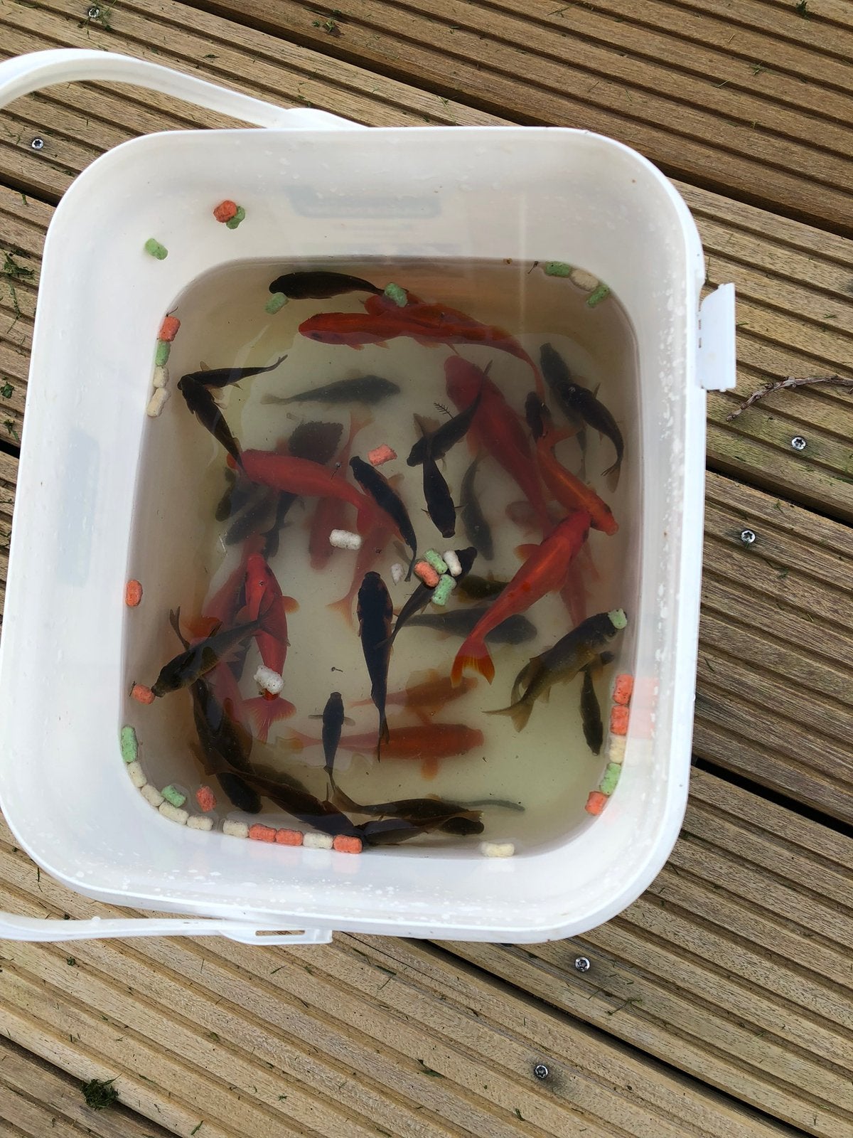 Goudvissen, Dieren en Toebehoren, Goudvis(sen)