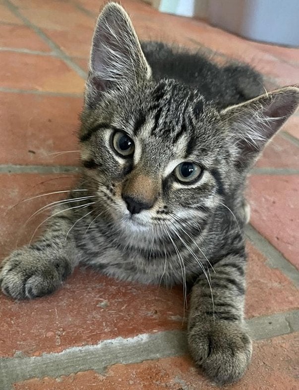 Kitten Napoleon zoekt een warm gezin, Dieren en Toebehoren, Meerdere dieren, Ontwormd, 0 tot 2 jaar