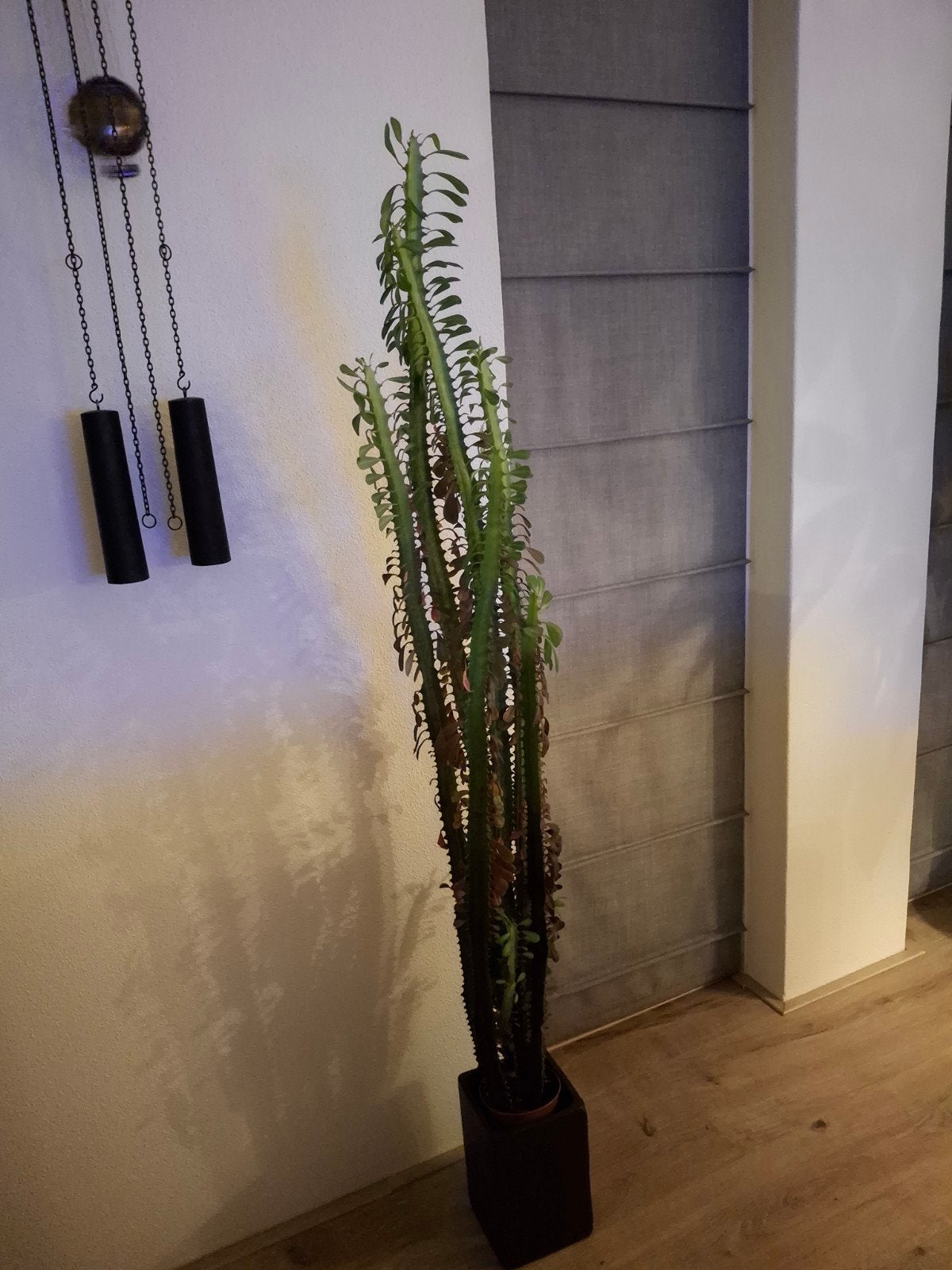 2 Grote Euphorbia Trigona Cactus in pot, Ophalen, 150 tot 200 cm, In pot, Cactus
