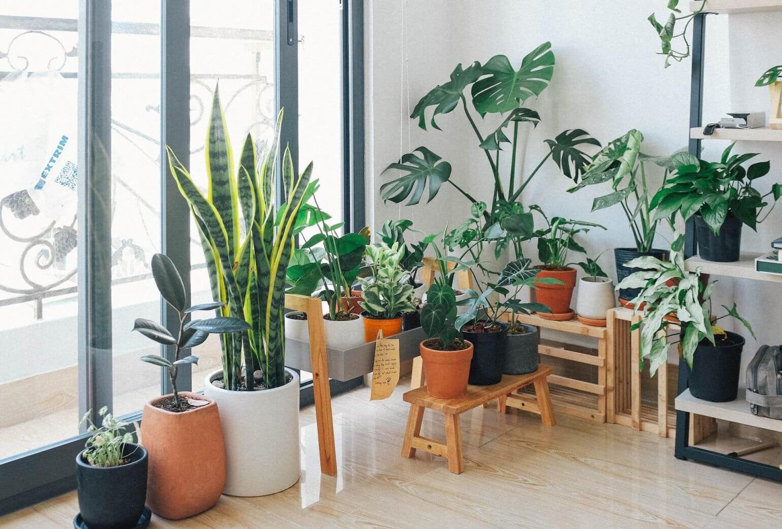 GEZOCHT!! Stekjes, Huis en Inrichting, Kamerplanten, Ophalen, Halfschaduw, Minder dan 100 cm