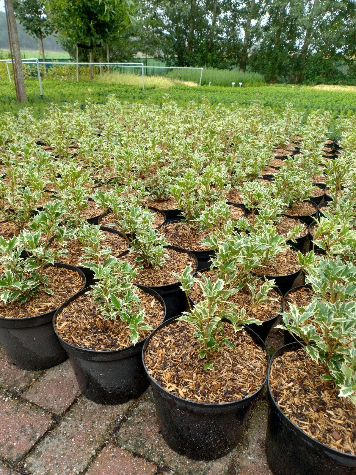 osmanthus heterophyllus variegatus. grote planten. sierhulst, Overige soorten, Vaste plant, Ophalen of Verzenden, Bloeit niet