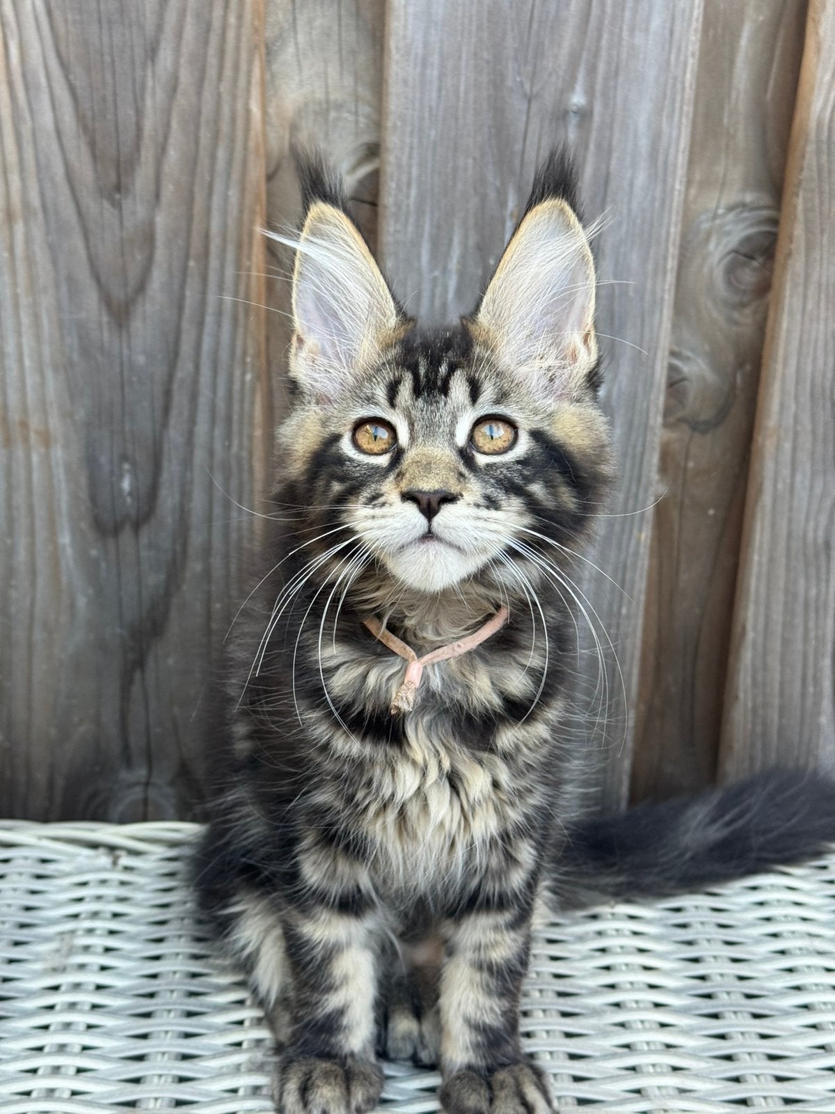Prachtig Black Tabby Blotched Maine Coon poesje met stamboom, Poes, Met stamboom