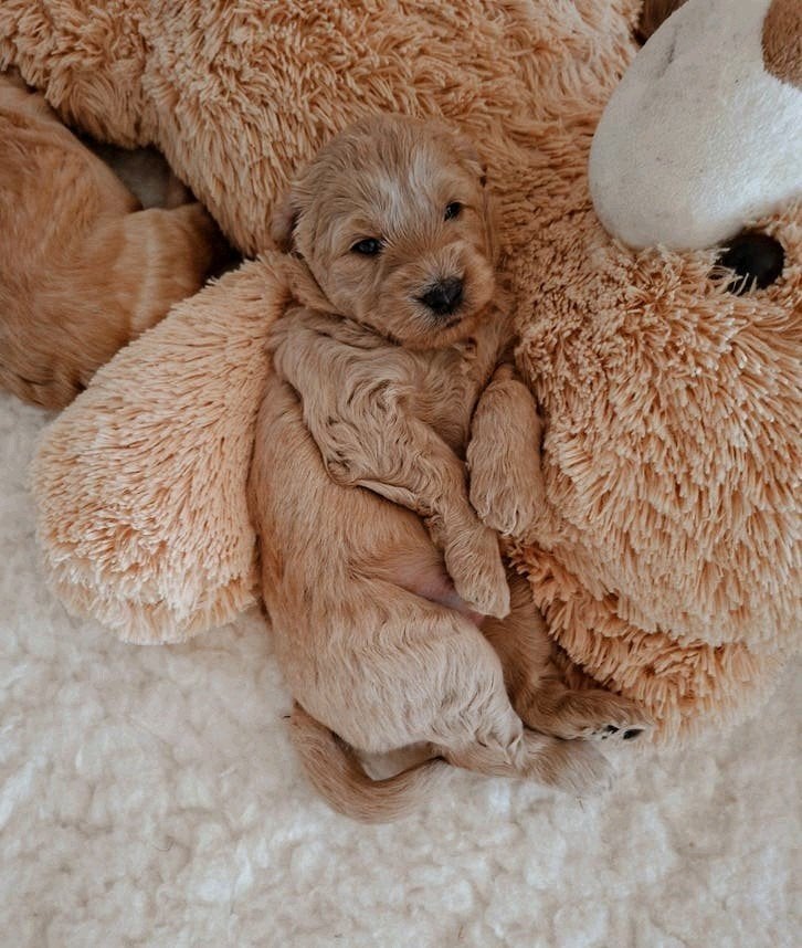 Australian Labradoodle pups – WALA geregistreerd, Parvo, 8 tot 15 weken, Meerdere, Meerdere dieren