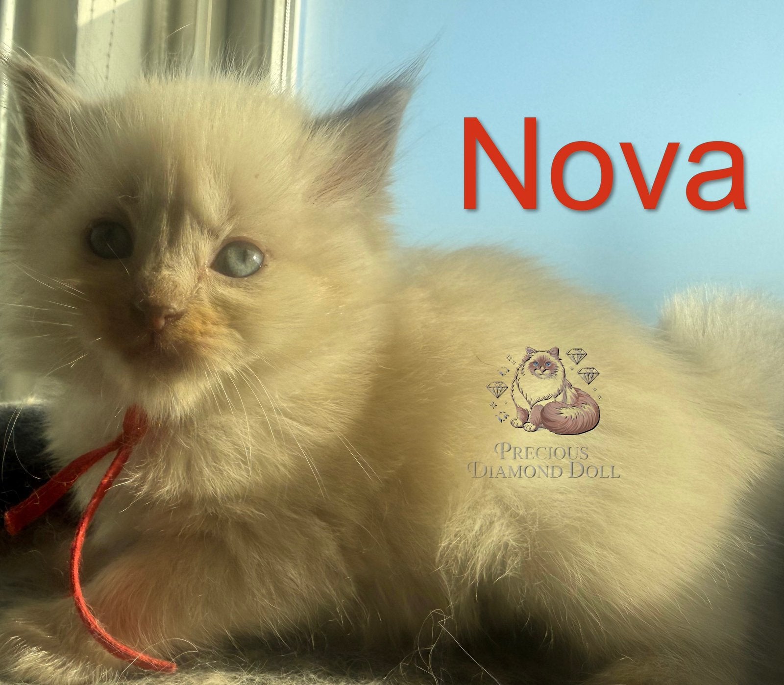 Zeldzame, Huiselijke ragdoll kittens met stamboom!, Meerdere dieren, Met stamboom, 0 tot 2 jaar