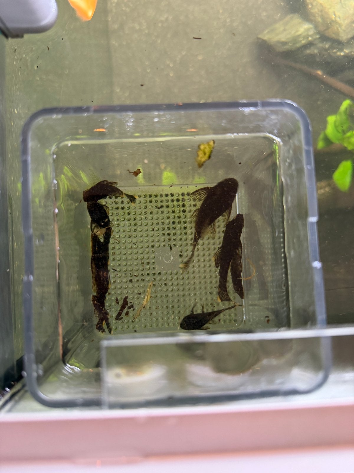 Ancistrus Algeneter, Vis
