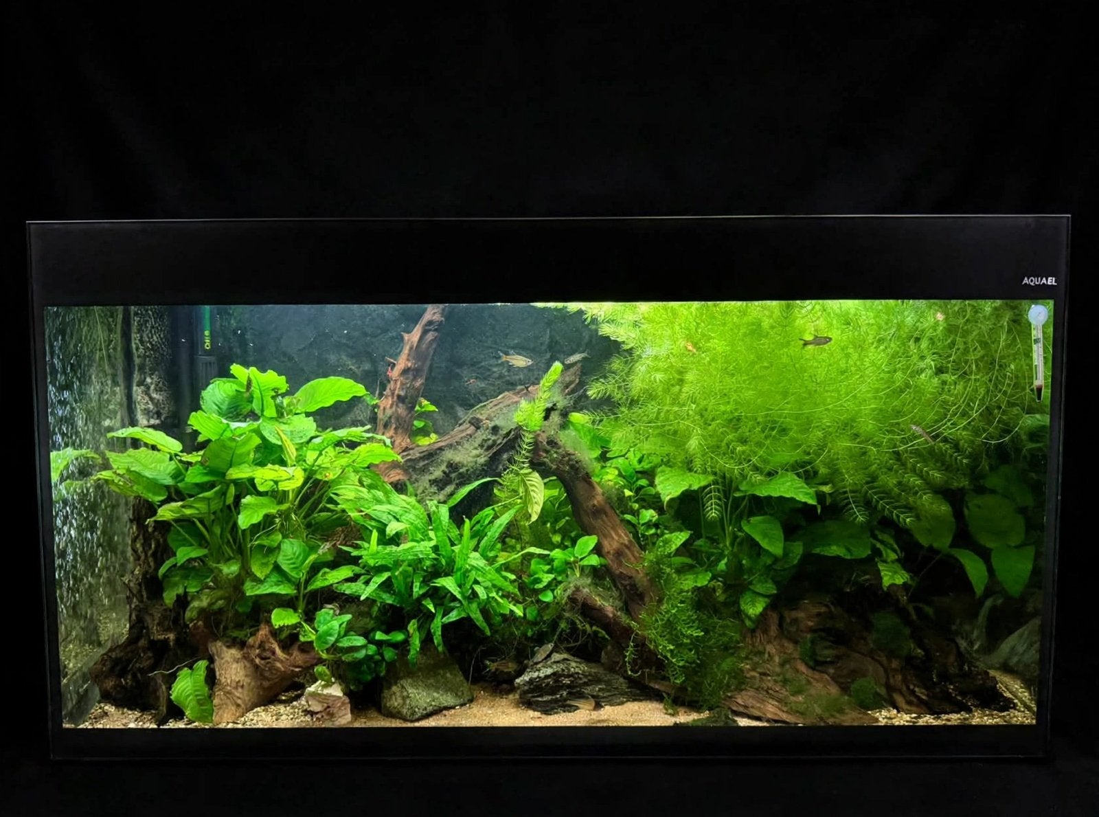 Hoornblad (Ceratophyllum) Ideaal voor Garnalen - 5€ per zak, Kreeft, Krab of Garnaal