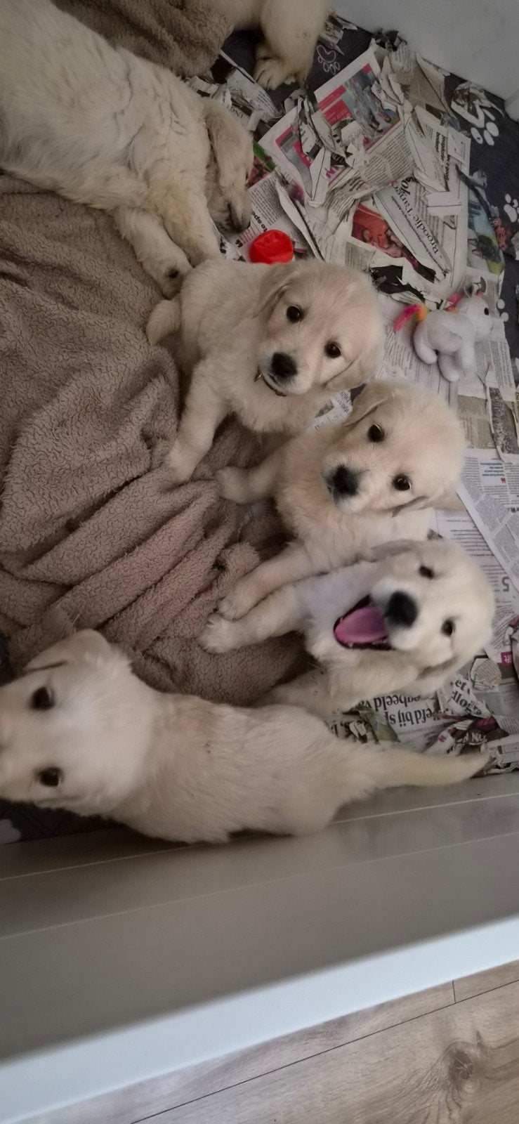 Prachtig nest Golden retriever pups, Dieren en Toebehoren, Honden | Retrievers, Spaniëls en Waterhonden, Golden retriever, 8 tot 15 weken