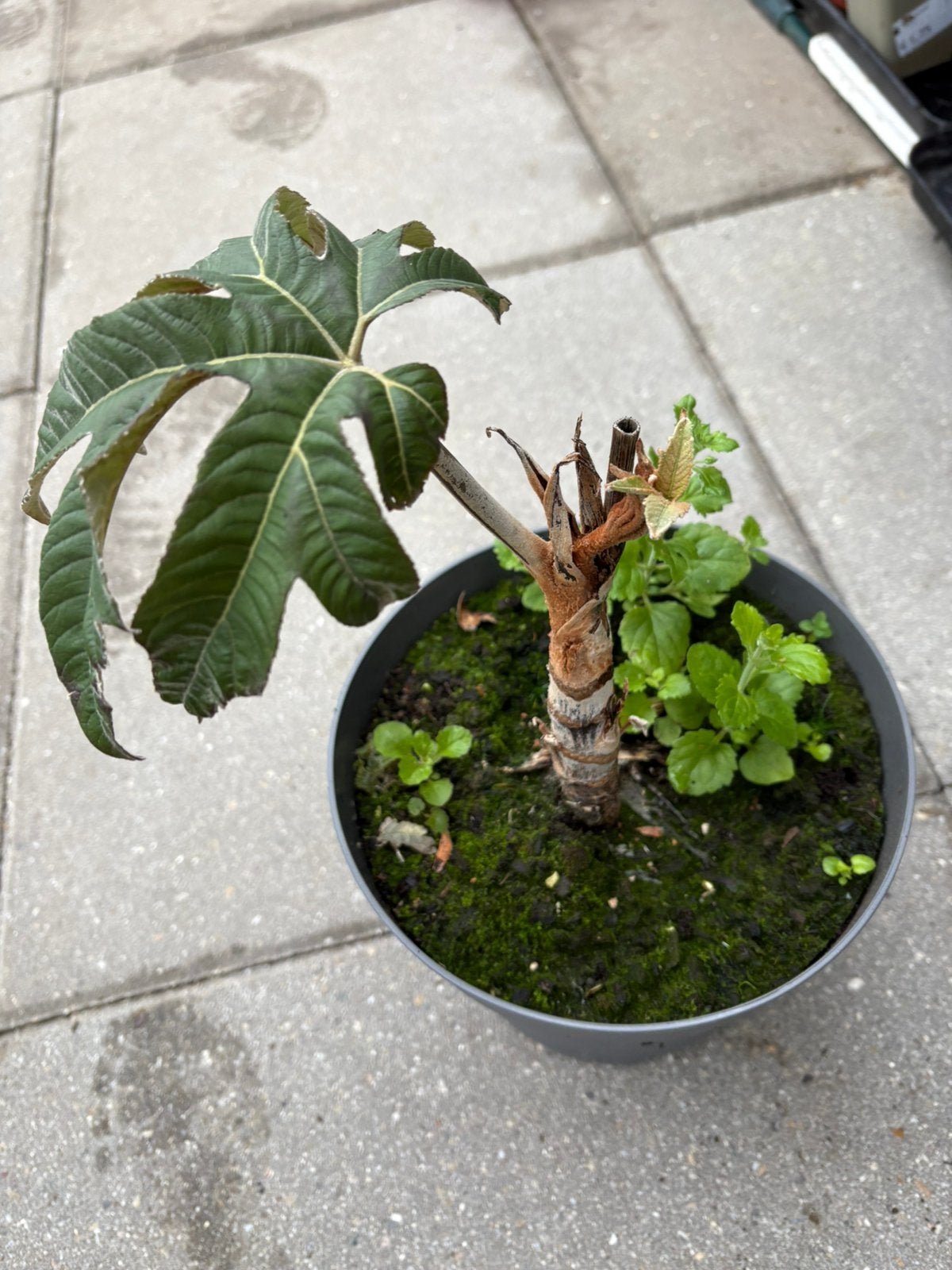 Rijstpapierplant, Tuin en Terras, Ophalen, Overige soorten, Volle zon