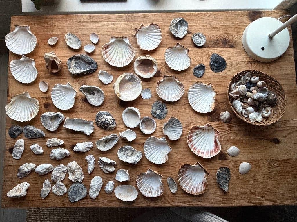Oesterschelpen en Jacobsschelpen en diverse schelpen, Zee en Strand, Overige typen, Nieuw, Ophalen of Verzenden