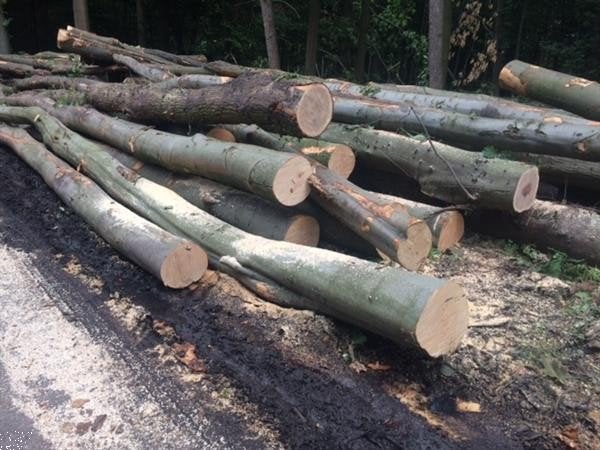GEZOCHT Stammen haardhout, 3 tot 6 m³, Ophalen, Stammen