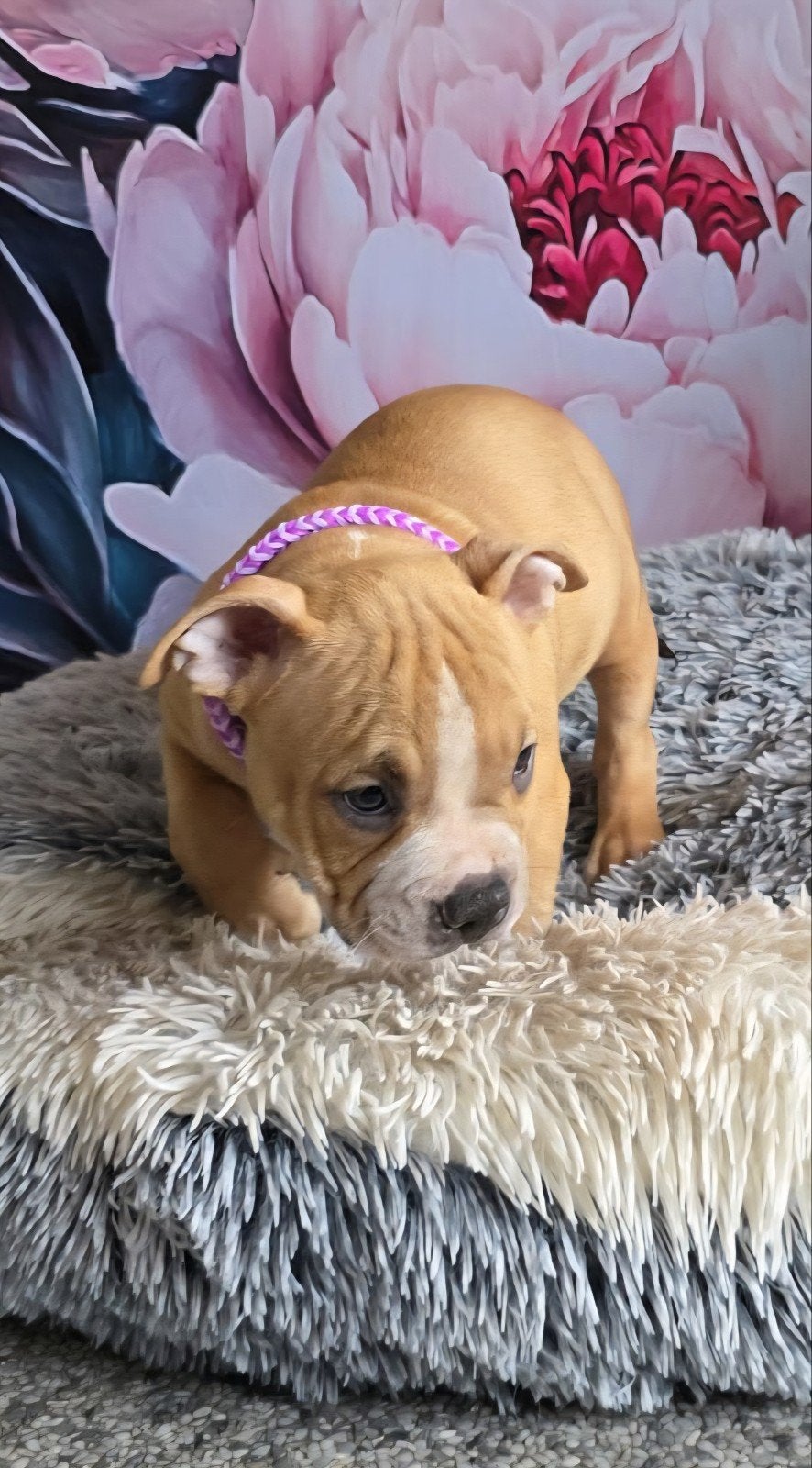 laatste  american  bully pocket pup met stamboom, België, Particulier, Overige rassen, 8 tot 15 weken
