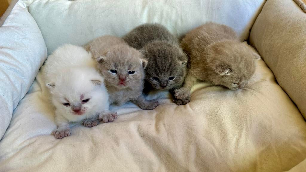 British koorthaar kittens, Meerdere dieren