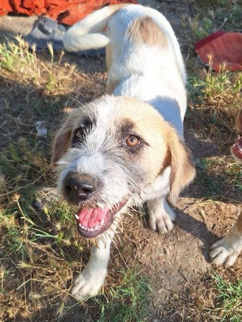 Sila – een lief meisje met een gouden hart, Dieren en Toebehoren, Honden | Niet-rashonden, Particulier, 15 weken tot 1 jaar, Buitenland
