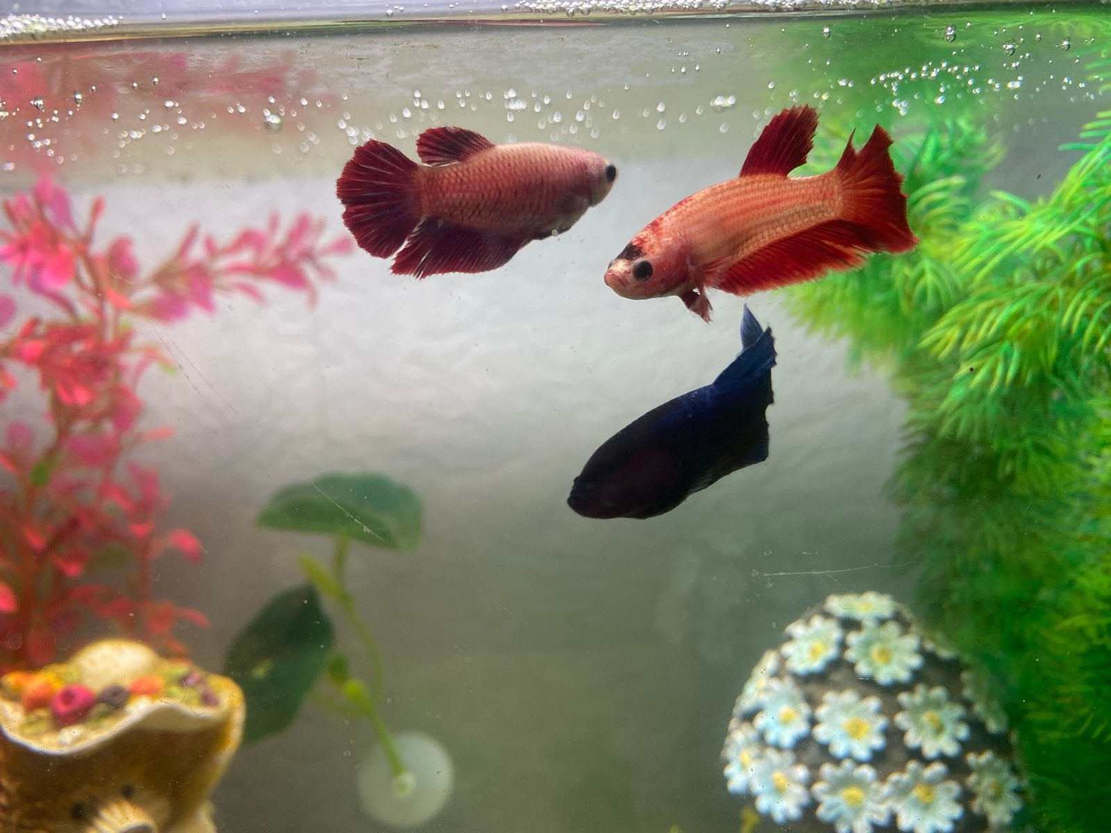 Betta vissen nog 1 vrouw 3 mannen, Dieren en Toebehoren, Vis