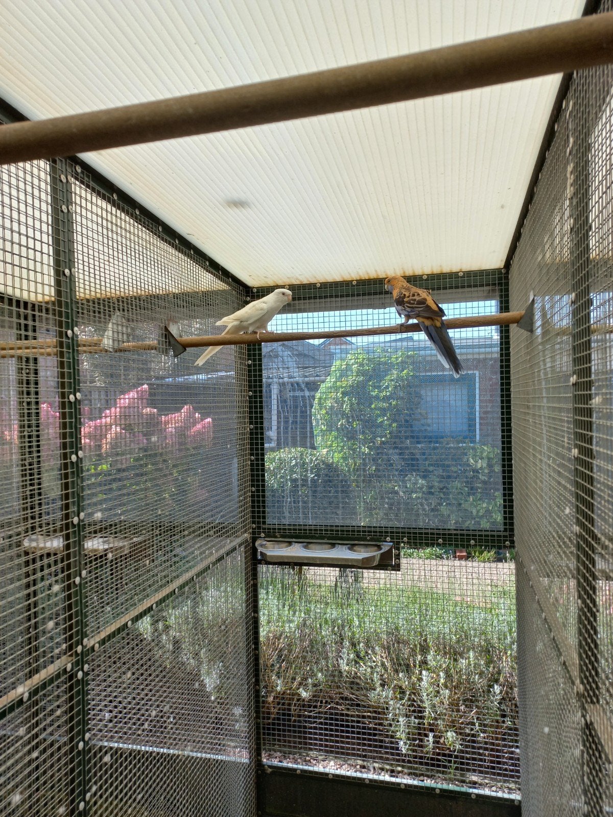 Te koop 3 poppen penant rosella  van 2025    mooie vogels, Dieren en Toebehoren, Vrouwelijk