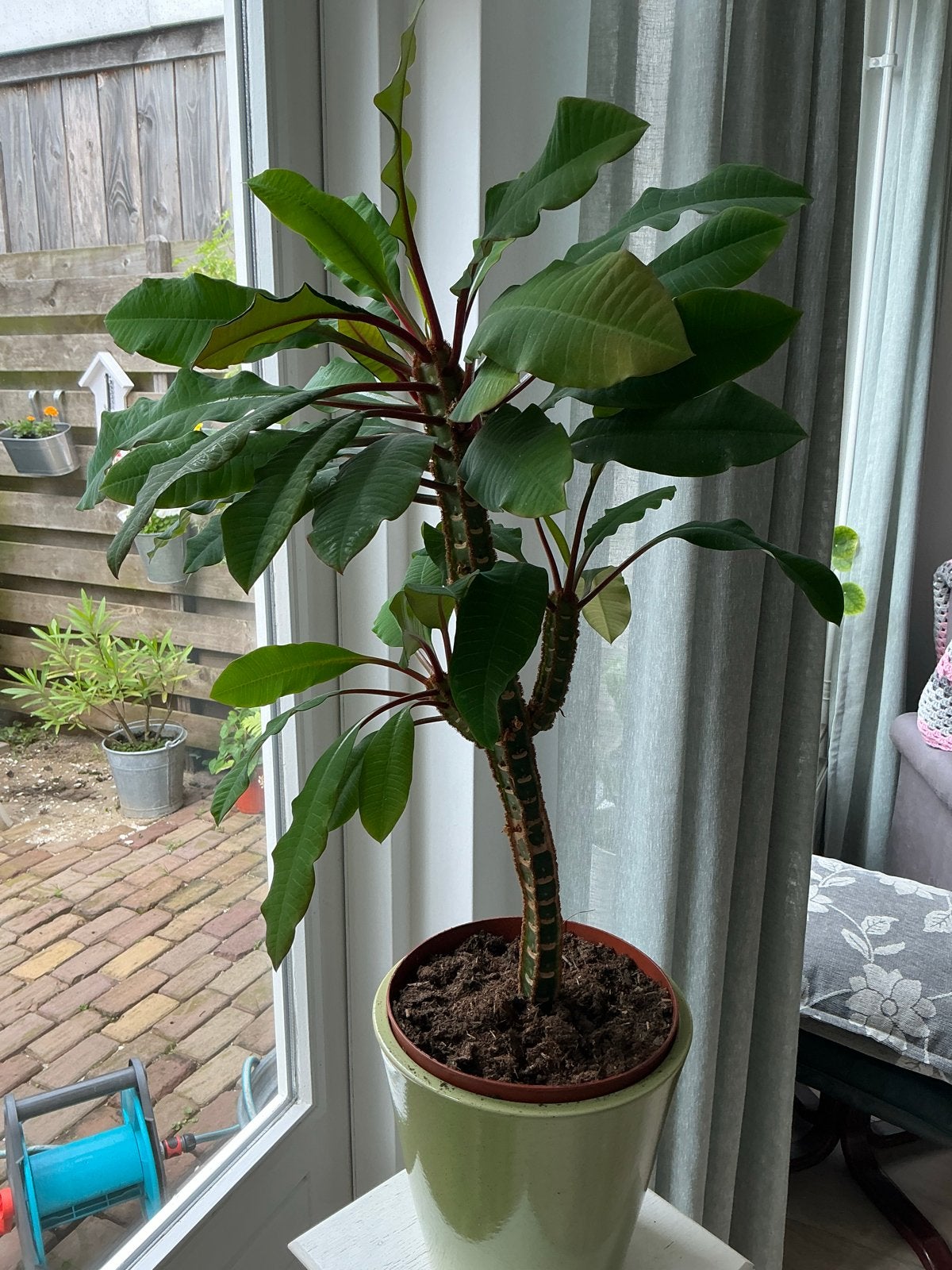 Madagascar jewel palm, Huis en Inrichting, Kamerplanten, Ophalen, Palm, Halfschaduw, In pot