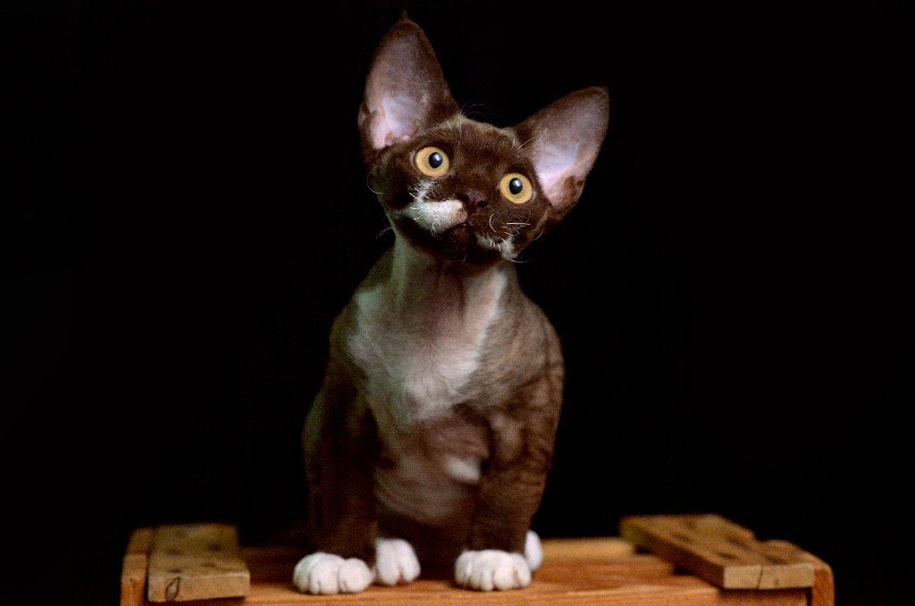 devon rex, Dieren en Toebehoren, Meerdere dieren, Met stamboom, 0 tot 2 jaar