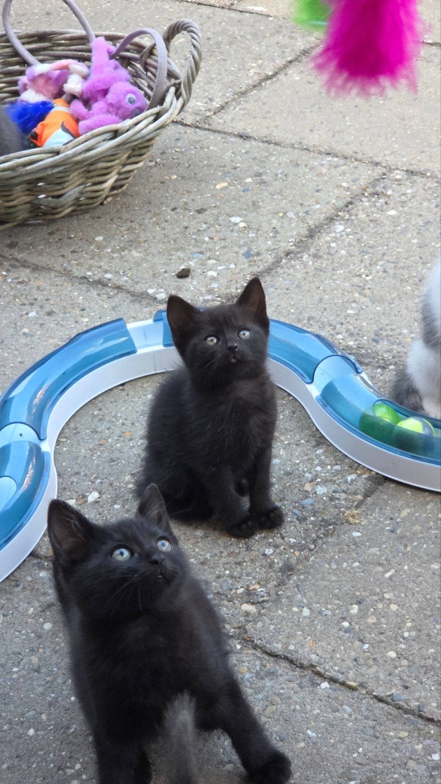 Kittens, Dieren en Toebehoren, Katten en Kittens | Overige Katten, Meerdere dieren